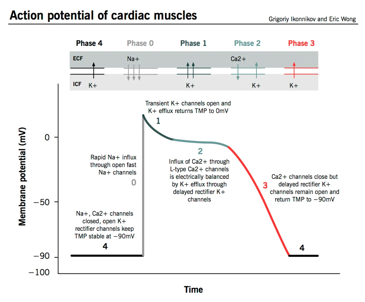 Action potential of cardiac myocytes.png