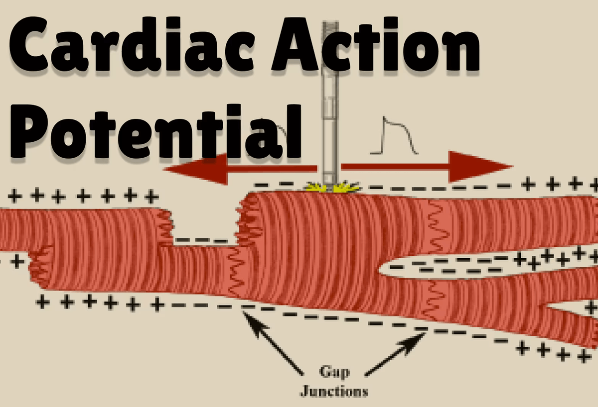 Beta blockers